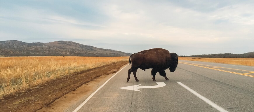 Bison Walking On Oklahoma Road