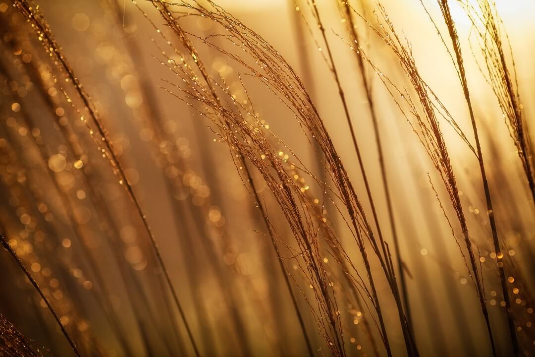 Golden Grass